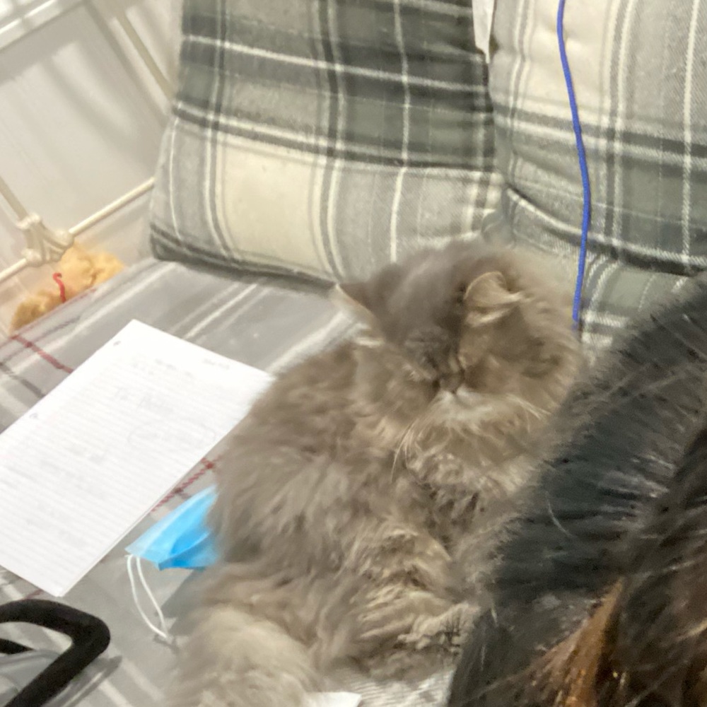 Meet your Posher, Sasha